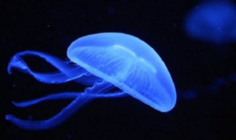 China recovered a huge quantity of fake jellyfish