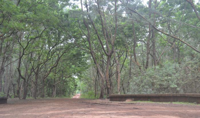 Protected trees can not be cut until 2022