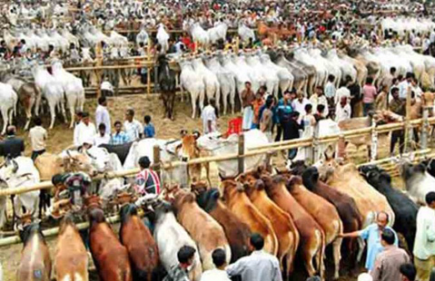 22 sacrificial animals haat set up in Dhaka