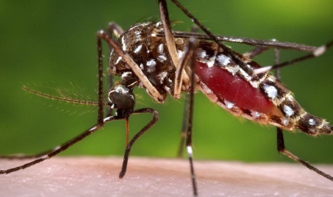 6 Bangladeshi affected by Zika virus in Singapore