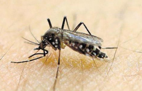 9 Bangladeshis affected by Zika in Singapore