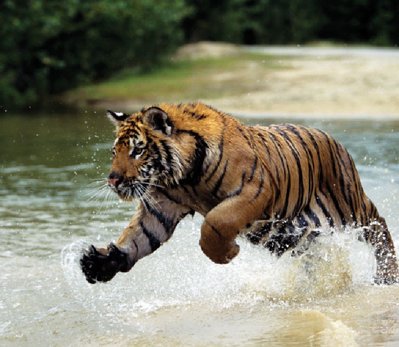 Sundarbans staff holiday canceled