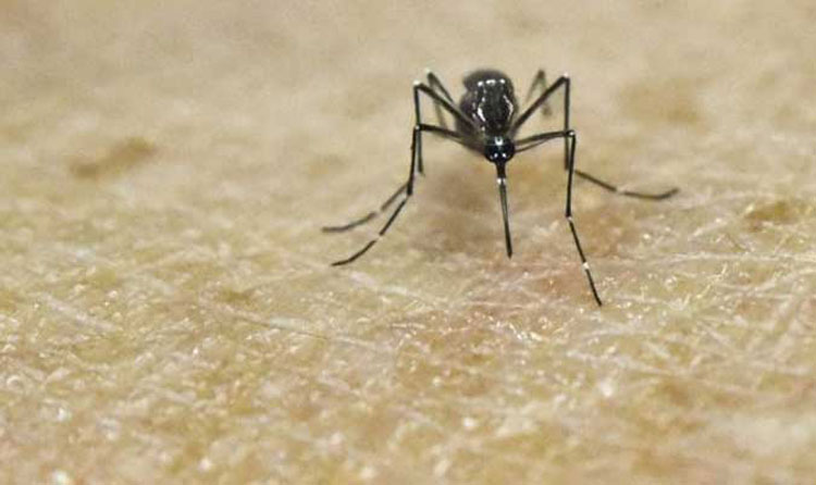 Zika affected Bangladeshis risk free in Singapore