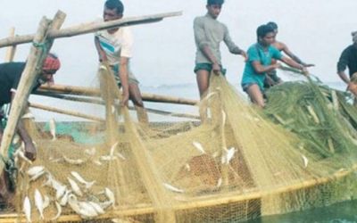 22 days off fish harvesting