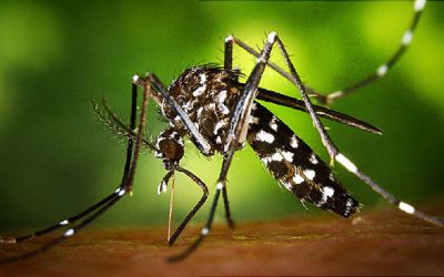 Zika virus could spread in Asia