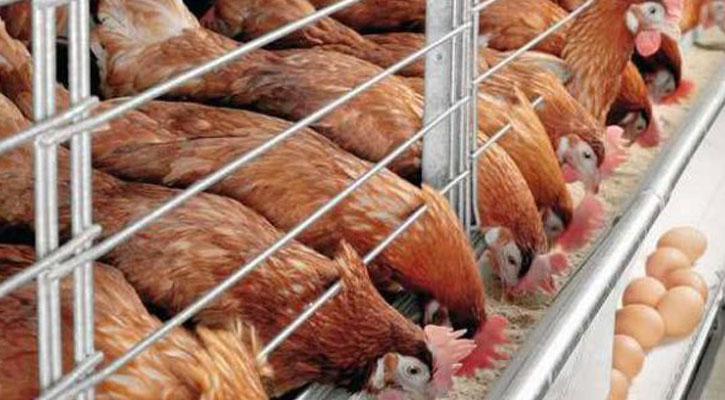 Saudi ban on poultry and egg imports from Bangladesh