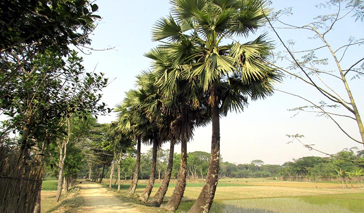 The government is planting 10 million palm trees