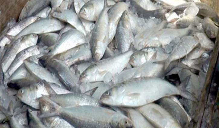 Hilsa caught will be closed for 30 days