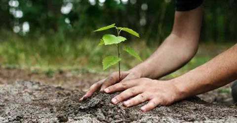 Planting campaign started on today