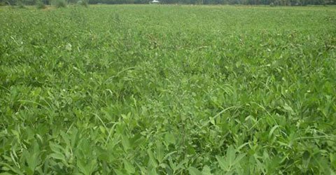 Towards strengthening the production and market of soybean