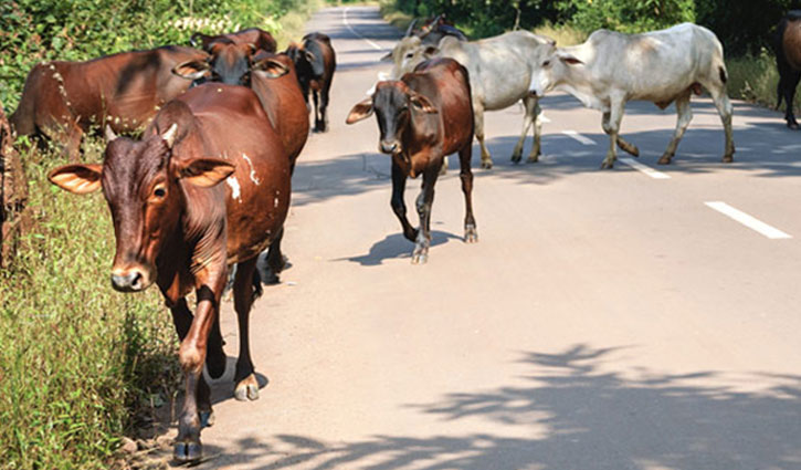 The ban on buying cattle in India is postponed to the Supreme Court