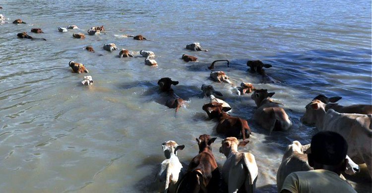 BGB request BSF to prevent cow smuggling