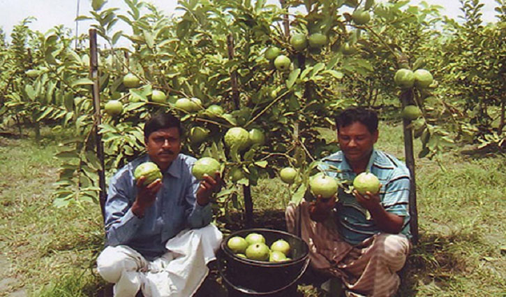 28th Bangladesh in the world to produce fruits