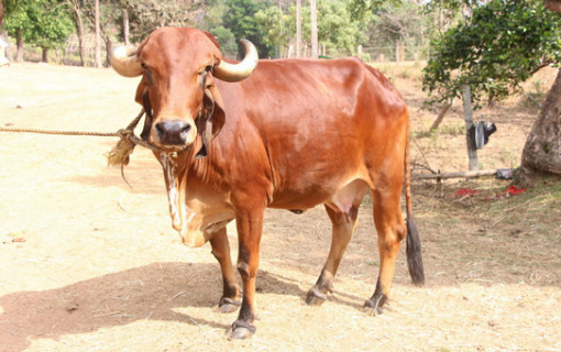 গরুকে ভারতের জাতীয় পশু করার সুপারিশ