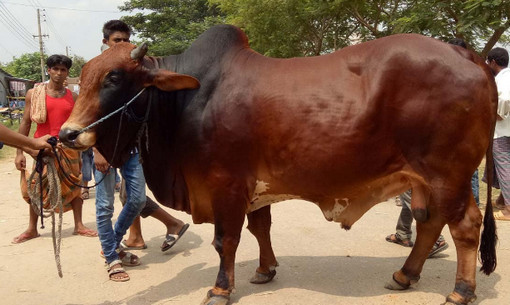 ঈদের আগে গরুর মাংসের কেজি ৭০০ ছাড়াবে?