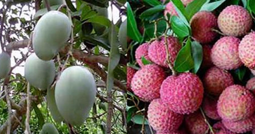 ঠাকুরগাঁওয়ে সংরক্ষনের অভাবে নষ্ট হয়ে যাচ্ছে আম ও লিচু
