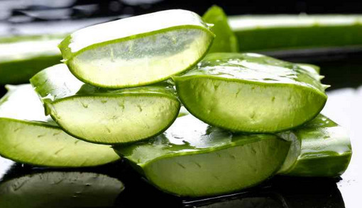 ঘরে বসে তৈরি করুন অ্যালোভেরার জেল! (ভিডিও)