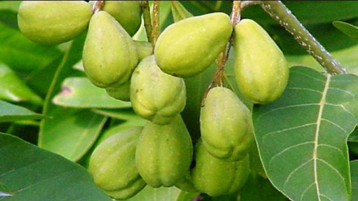 সর্বরোগের মহৌষধ হরিতকী ! জেনে নিন তাহলে...বিস্তারিত