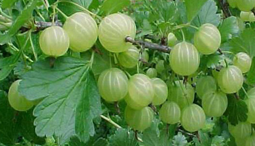 গোপন ক্ষমতা বাড়াতে ভায়াগ্রা নয়, আমলকি খান, জেনে নিন কি ভাবে খাবেন