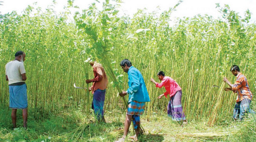 ফরিদপুরে রেকর্ড পরিমাণ জমিতে পাটের আবাদ, দাম নিয়ে উদ্বিগ কৃষক
