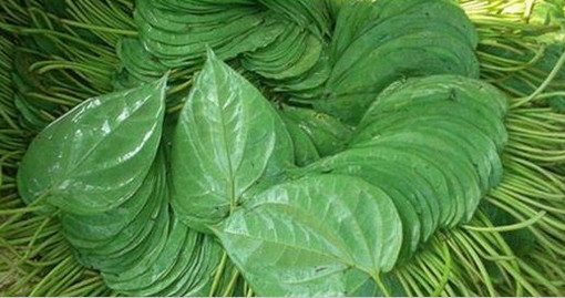 অবশেষে আবিষ্কার হল ডায়াবেটিসের মহৌষধ, পান খেয়ে সারিয়ে তুলুন ডায়াবেটিস! জেনে নিন কি ভাবে খাবেন।