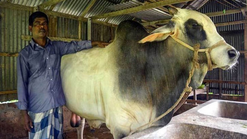 এই ব্রাহমা গরুর ওজন কত জানলে অবাক হবেন