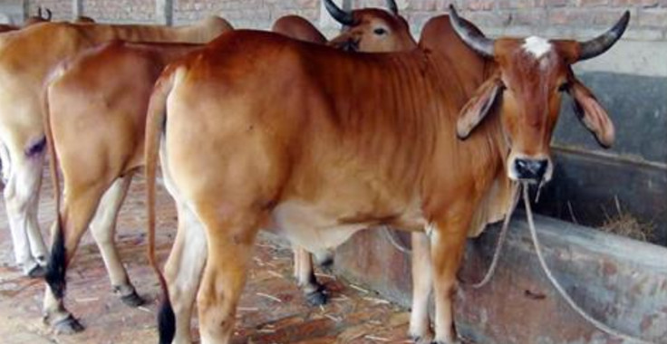 ভারত থেকে গরু আসায় দুশ্চিন্তায় খামারিরা