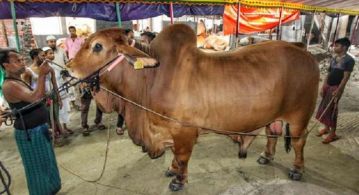 ঢাকার বুকে টেক্সাসের ‘সুলতান’
