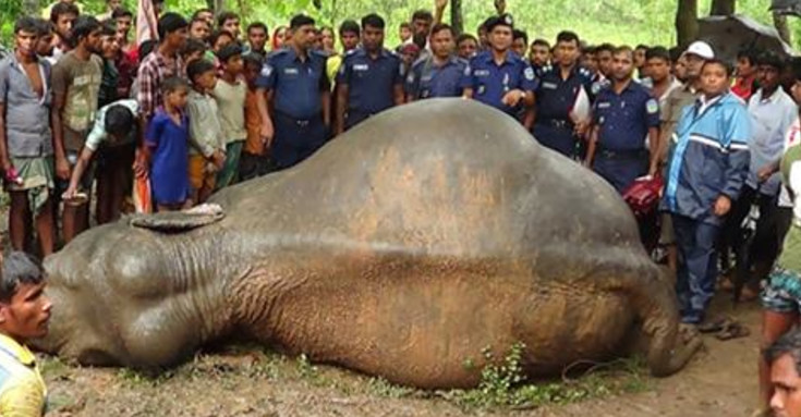 শেরপুর সীমান্তে বন্যহাতির মৃত্যু