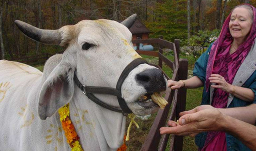 ভারতে ১ কোটি ২৫ লাখ হিন্দু গরুর মাংস খায়!