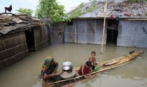 বন্যায় খাদ্য সংকট, মারা যাচ্ছে গৃহপালিত প্রাণী