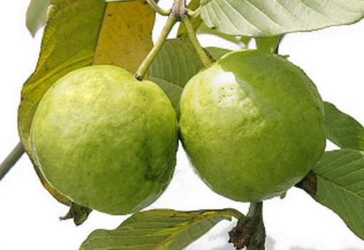 ক্যান্সার প্রতিরোধে সাহায্য করে পেয়ারা