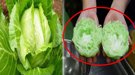 টানলেই বড় হচ্ছে প্লাস্টিকের বাঁধাকপি!