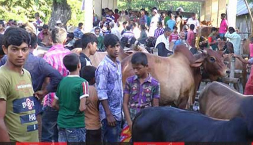 ঝালকাঠিতে জমে উঠেছে পশুর হাট