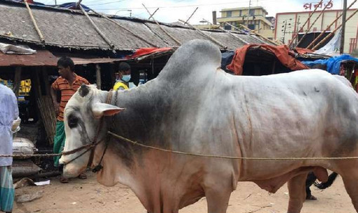 ‘কান ধরে বলছি আর গরু পালবো না’