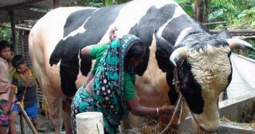 ১৩ লাখেও রাজা বাবুকে বিক্রি করতে নারাজ পরিষ্কার বিবি