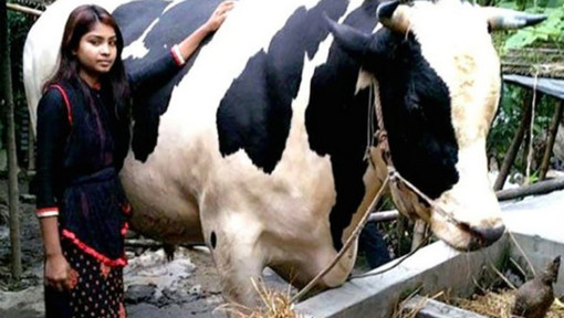 বিক্রি হলো না রাজা বাবু, নারাজ পরিষ্কার বিবি, কত দাম উঠেছিল জানেন?