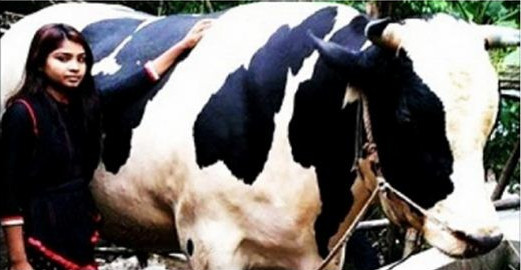 যে কারণে বিক্রি করলেন না দেড় টন ওজনের ‘রাজাবাবু’; পরিষ্কার বিবি ক্ষোভ নিয়ে যা বললেন