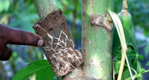 পুরুষাঙ্গের আগা মোটা গোরা চিকন হলে কি করনীয় এর সমাধান- ঘরোয়া ট্রিটমেন্ট