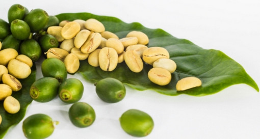 সবুজ কফি বীজের বিস্ময়কর স্বাস্থ্য উপকারিতা