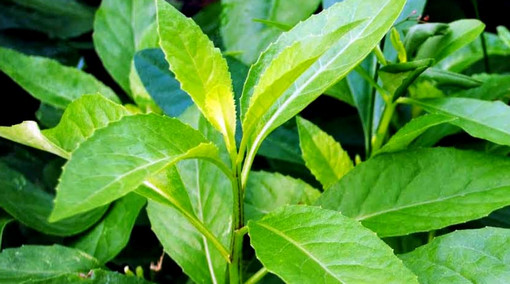 ডায়াবেটিস নিয়ন্ত্রণে কারি পাতা!