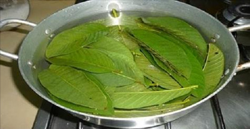 পেয়ারা পাতায় হবে সব শারীরিক সমস্যার সমাধান!দূর হবে যৌন রোগ, শিখে নিন একদম সহজ পদ্ধ্বতি