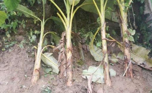 দুর্গম পাহাড়ে কে খুঁড়েছিল সুড়ঙ্গটি? বন্ধ করে দিয়েছে প্রশাসন