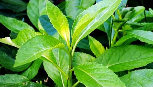 মাত্র ২ টি পাতা ব্যবহারে ডায়াবেটিস নিয়ন্ত্রনে চলে আসবে, ভিডিও দেখে শিখে নিন, কি করে খাবেন!