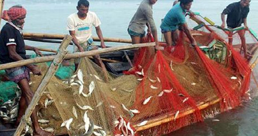 সরকারি নিষেধাজ্ঞা না মেনে ইলিশ ধরার উৎসব