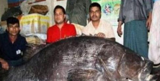 তাবলীগ জামাতের গায়েবী মাছের ঘটনায় এলাকায় তোলপাড় দেখুন