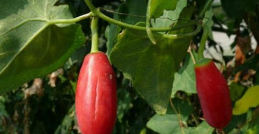 তেলাকুচা গাছের অসাধারণ স্বাস্থ্য উপকারিতা