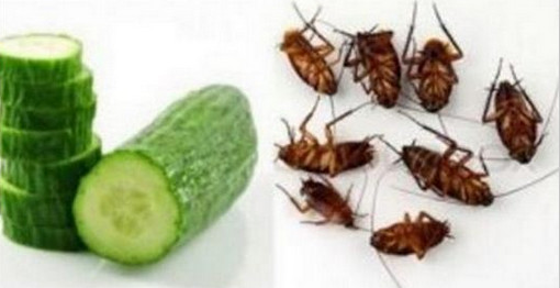 শশা দিয়ে তাড়ান আপনার ঘরের তেলাপোকা
