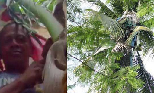 মৃত্যু ভয়ে নারকেল গাছে তিন বছর!