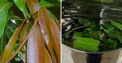 ডায়াবেটিস এ কচি আম পাতা ইনসুলিনের মত কাজ করে